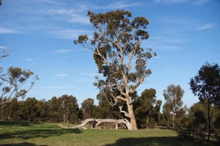 The 'Broken Gum'.